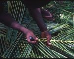 preparing the palm fronds for weaving